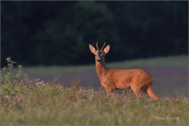 <p>SRNEC OBECNÝ (Capreolus capreolus) Šluknovskop - Jiříkov --- /European roe deer - Reh/</p>